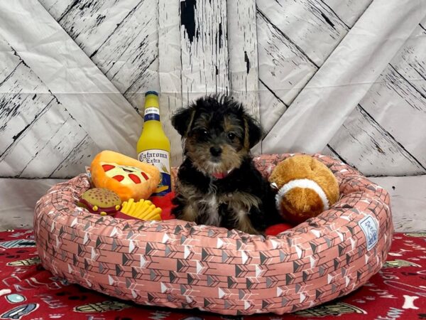 Poodle/Yorkshire Terrier-Dog-Female-Black / Tan-25481-Petland Scottsdale, Arizona