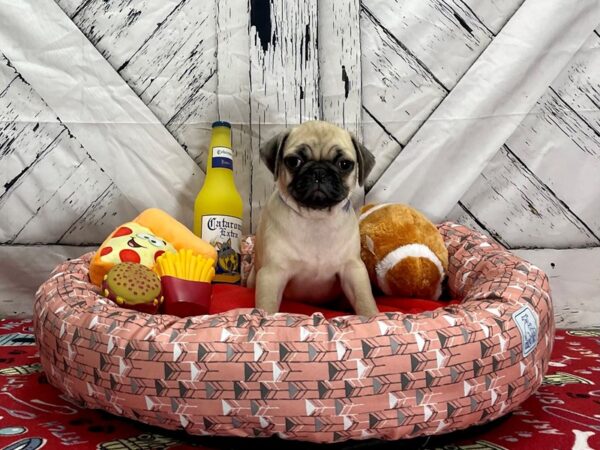Pug-Dog-Male-Fawn-25478-Petland Scottsdale, Arizona