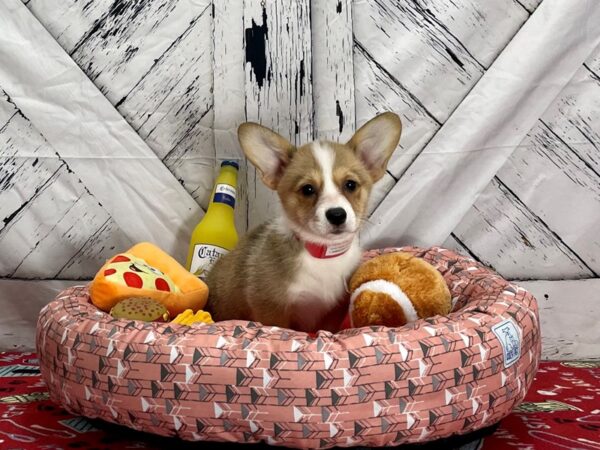 Pembroke Welsh Corgi-Dog-Female-Red / White-25476-Petland Scottsdale, Arizona