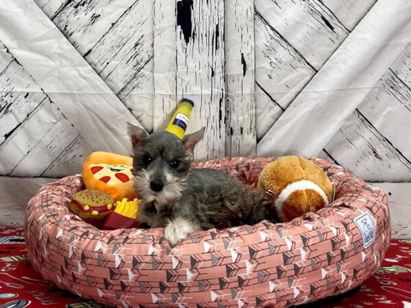 Miniature Schnauzer-Dog-Female-Salt / Pepper-25475-Petland Scottsdale, Arizona