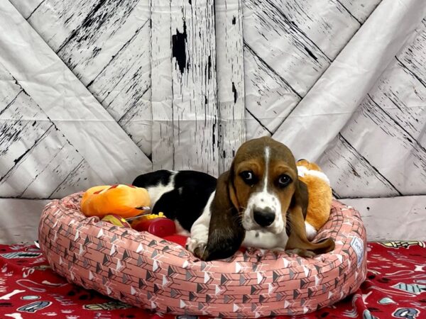 Basset Hound-Dog-Female-Black Tan / White-25470-Petland Scottsdale, Arizona
