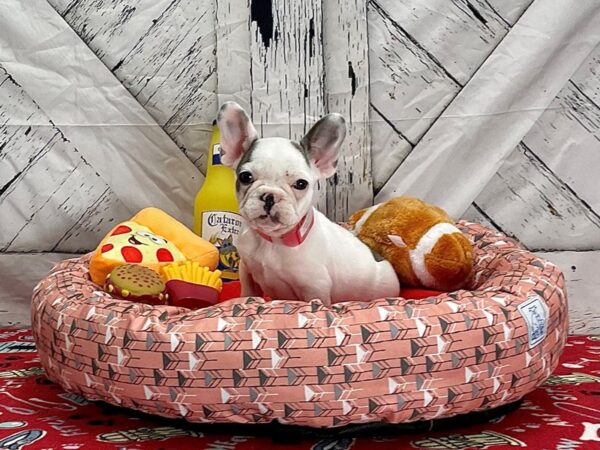 French Bulldog-Dog-Female-Blue Fawn-25464-Petland Scottsdale, Arizona