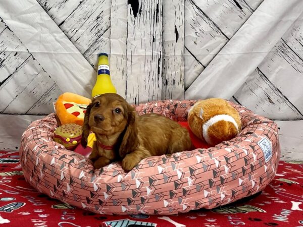 Dachshund-Dog-Female-Red-25463-Petland Scottsdale, Arizona