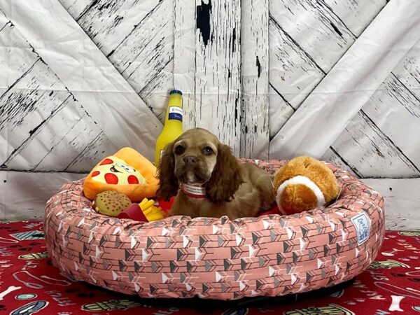 Cocker Spaniel-Dog-Female-Sable-25462-Petland Scottsdale, Arizona