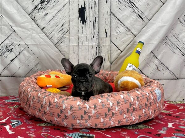 French Bulldog-Dog-Male-Brindle-25474-Petland Scottsdale, Arizona