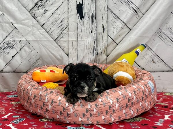 English Bulldog-Dog-Female-Black Tan / White-25471-Petland Scottsdale, Arizona