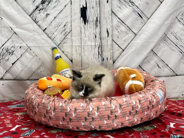 Ragdoll-Cat-Male-Seal Point-25482-Petland Scottsdale, Arizona