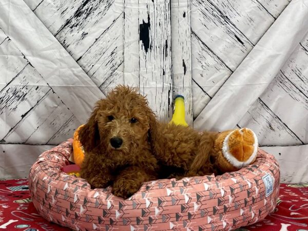 F1B Goldendoodle-Dog-Female-Golden-25489-Petland Scottsdale, Arizona