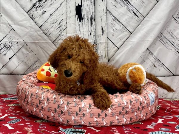 F1B Goldendoodle-Dog-Male-Golden-25488-Petland Scottsdale, Arizona