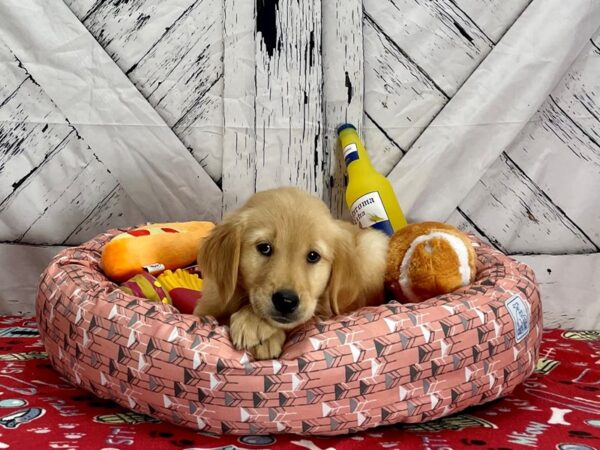 Golden Retriever-Dog-Female-Golden-25487-Petland Scottsdale, Arizona