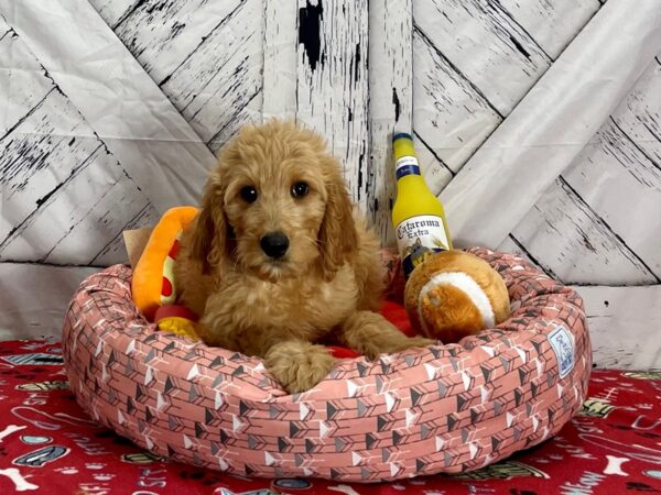 F1B Goldendoodle-Dog-Female-Golden-25486-Petland Scottsdale, Arizona