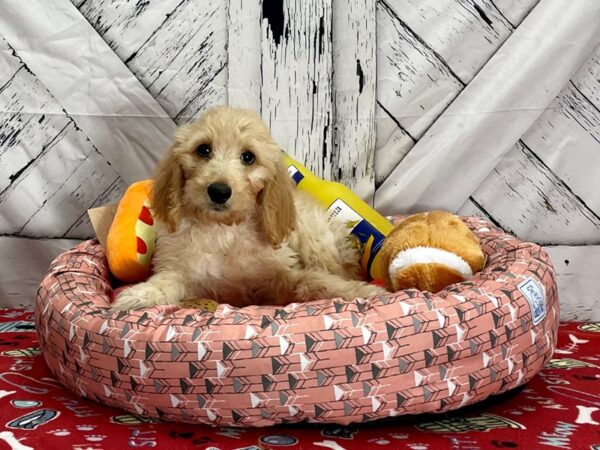 F1B Goldendoodle-Dog-Female-Golden-25485-Petland Scottsdale, Arizona