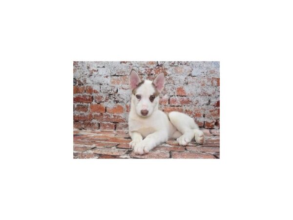 Siberian Husky-Dog-Female-Copper and White-25499-Petland Scottsdale, Arizona