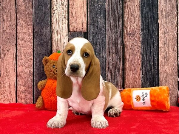 Basset Hound-Dog-Male-Red / White-25506-Petland Scottsdale, Arizona