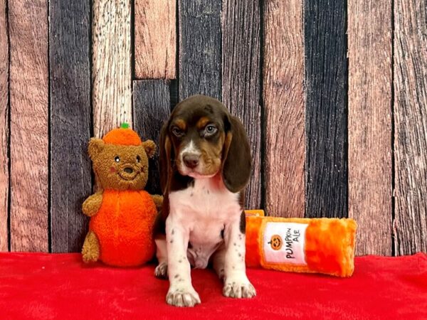 Beagle-Dog-Male-Brown White and Tan-25503-Petland Scottsdale, Arizona