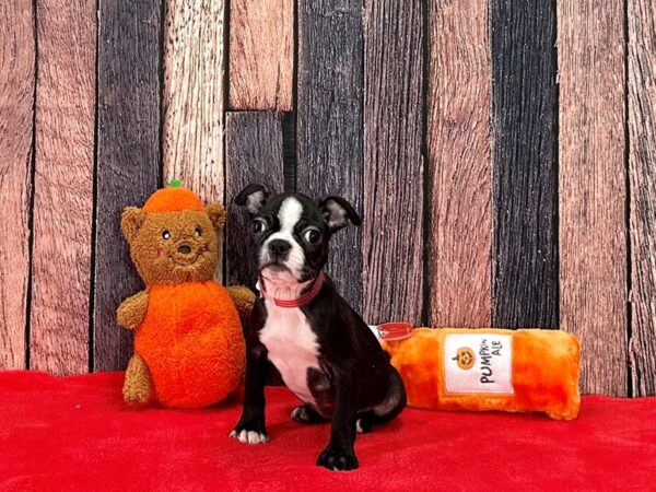 Boston Terrier-Dog-Female-Black and White-25505-Petland Scottsdale, Arizona