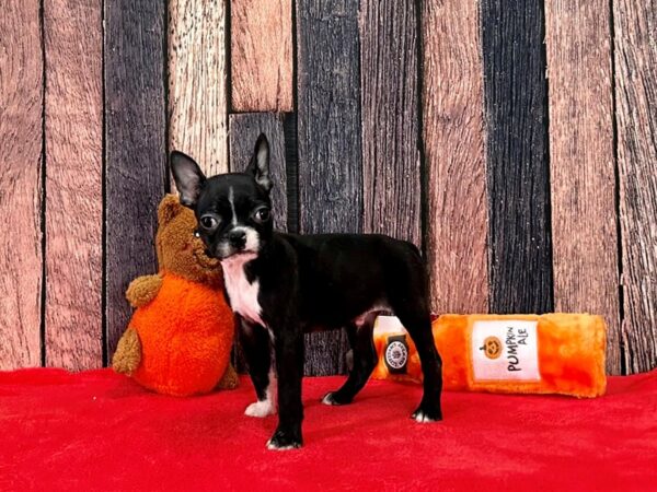 Boston Terrier-Dog-Male-Black / White-25507-Petland Scottsdale, Arizona