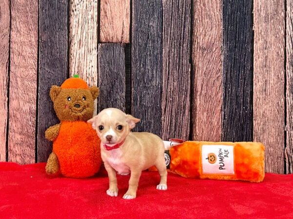 Chihuahua-Dog-Female-Cream-25500-Petland Scottsdale, Arizona