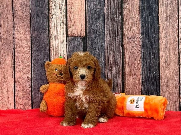 F1B Mini Goldendoodle-Dog-Male-Red-25516-Petland Scottsdale, Arizona