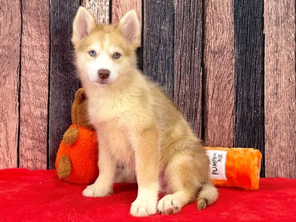 F1B Pomsky-Dog-Male-Red Merle-25490-Petland Scottsdale, Arizona