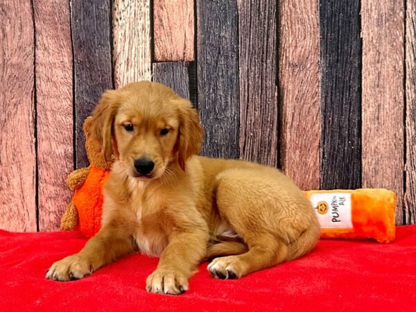 Golden Retriever-Dog-Male-Golden-25496-Petland Scottsdale, Arizona