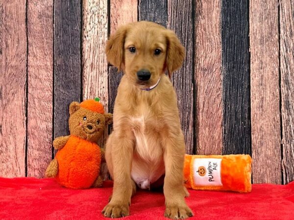 Golden Retriever-Dog-Male-Dark Golden-25497-Petland Scottsdale, Arizona