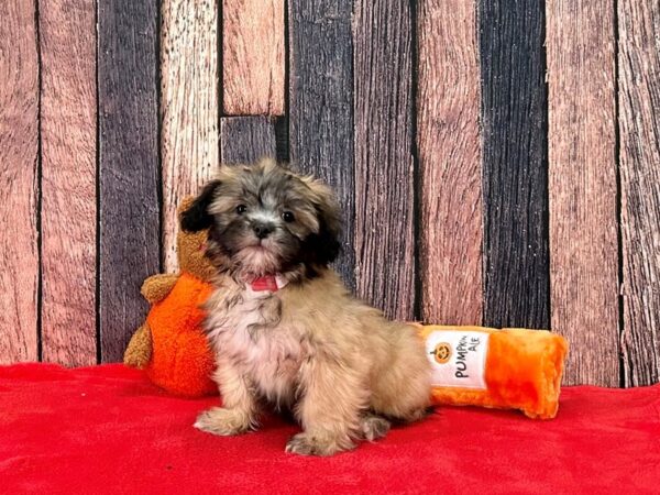 Lhasa Apso-Dog-Female-Golden-25494-Petland Scottsdale, Arizona