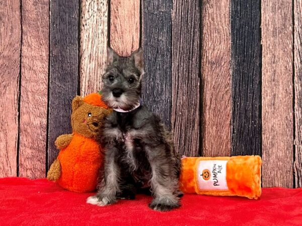 Miniature Schnauzer-Dog-Male-Salt / Pepper-25511-Petland Scottsdale, Arizona