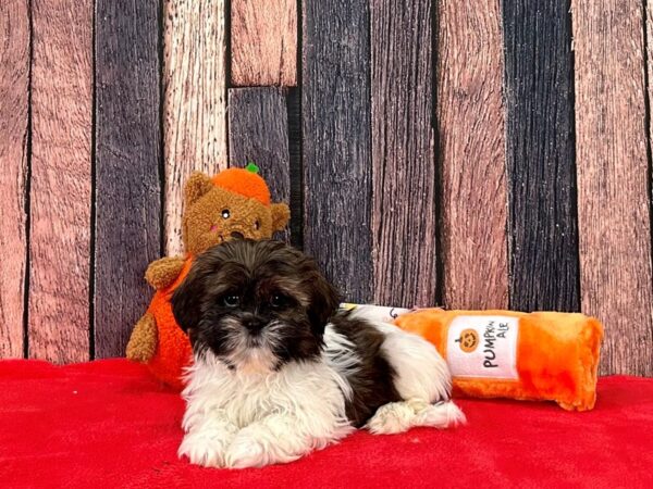 Shih Tzu-Dog-Female-Brindle and White-25498-Petland Scottsdale, Arizona
