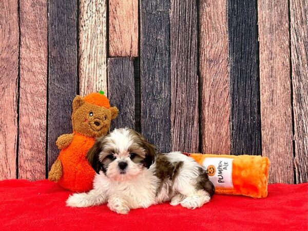 Shih Tzu-Dog-Female-White / Gold-25513-Petland Scottsdale, Arizona