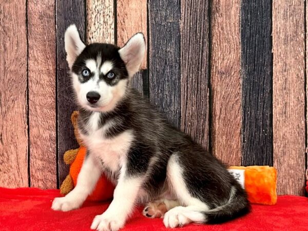 Siberian Husky-Dog-Male-Black / White-25514-Petland Scottsdale, Arizona