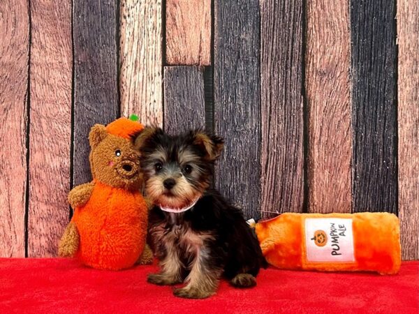 Silky Terrier-Dog-Female-Black / Tan-25515-Petland Scottsdale, Arizona