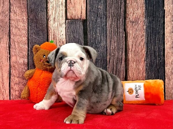 English Bulldog-Dog-Male-Blue Merle-25527-Petland Scottsdale, Arizona