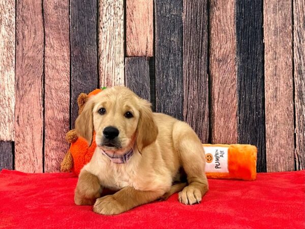 Golden Retriever-Dog-Male-Golden-25528-Petland Scottsdale, Arizona