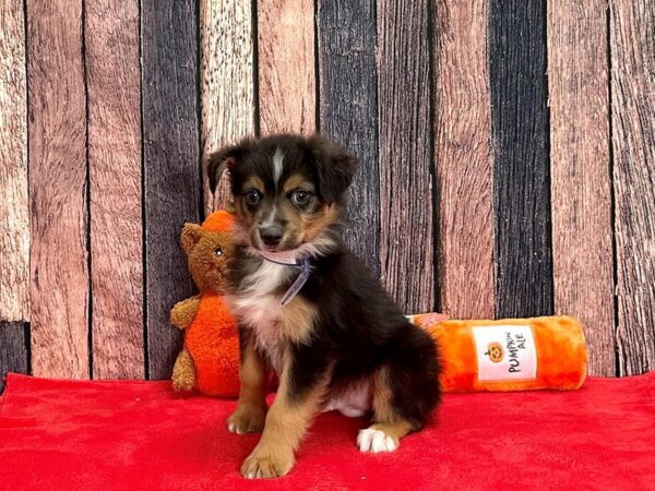 Miniature Australian Shepherd-Dog-Male--25529-Petland Scottsdale, Arizona