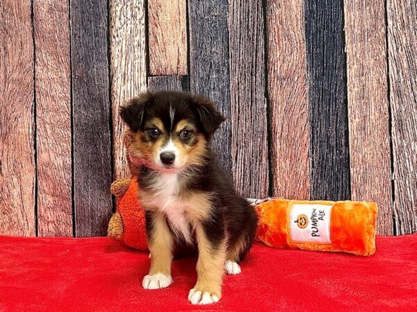 Miniature Australian Shepherd-Dog-Female--25530-Petland Scottsdale, Arizona