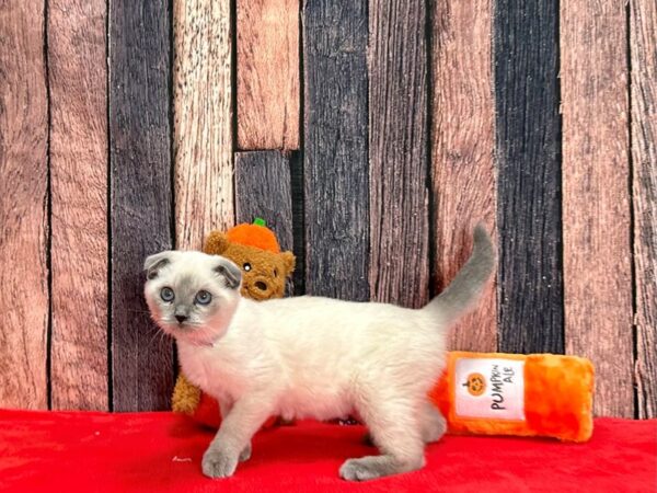 Scottish Fold-Cat-Female-Blue Point-25526-Petland Scottsdale, Arizona