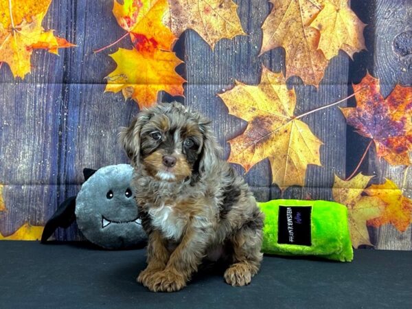 Cavalier King Charles Spaniel/Poodle-Dog-Female-Chocolate Merle-25539-Petland Scottsdale, Arizona