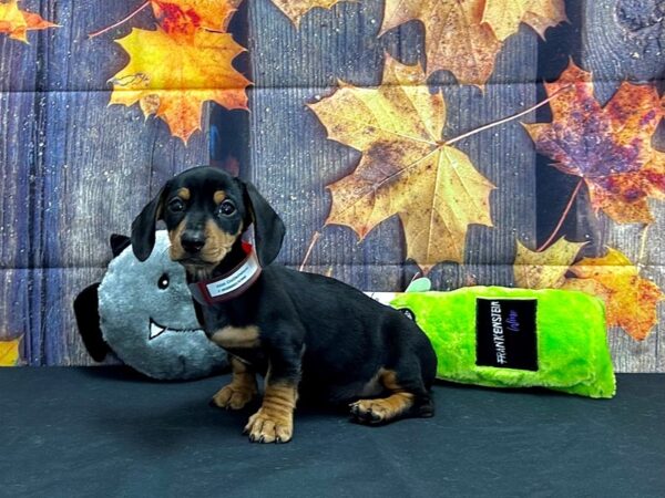 Chihuahua/Dachshund-Dog-Female-Black and Tan-25525-Petland Scottsdale, Arizona