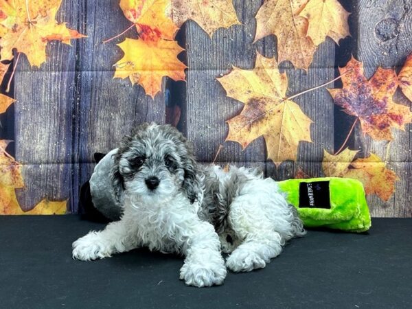 Cocker Spaniel/Poodle-Dog-Female-White / Blue Merle-25543-Petland Scottsdale, Arizona