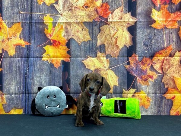 Dachshund-Dog-Female-Red-25517-Petland Scottsdale, Arizona