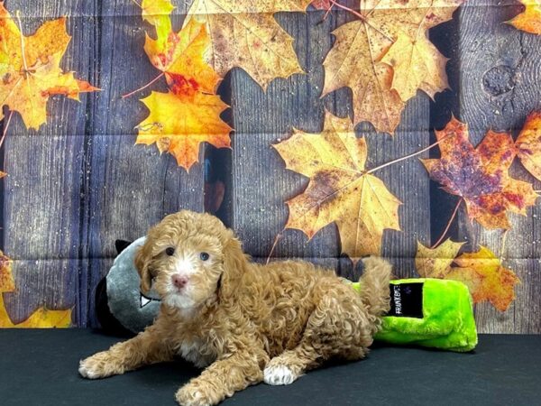 F1B Mini Goldendoodle-Dog-Female-Red-25537-Petland Scottsdale, Arizona