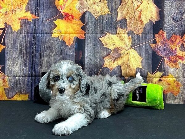 F1B Mini Labradoodle-Dog-Female-Blue Merle / Tan-25538-Petland Scottsdale, Arizona