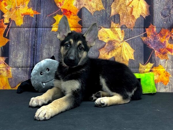 German Shepherd Dog-Dog-Female-Black / Tan-25535-Petland Scottsdale, Arizona