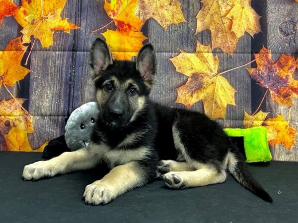 German Shepherd Dog-Dog-Male-Black / Tan-25536-Petland Scottsdale, Arizona