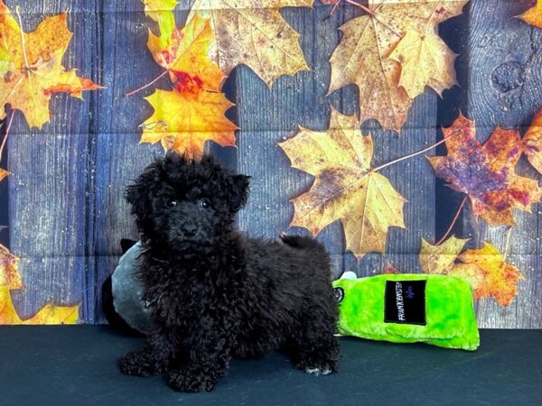 Havanese-Dog-Female-Chocolate-25518-Petland Scottsdale, Arizona