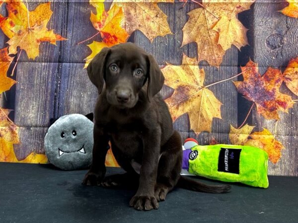 Labrador Retriever-Dog-Female-Chocolate-25519-Petland Scottsdale, Arizona