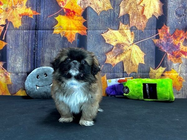 Pekingese-Dog-Male-Red-25520-Petland Scottsdale, Arizona
