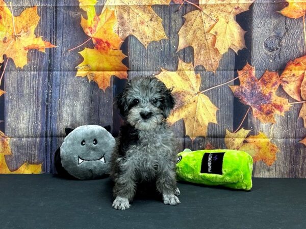 Poodle-Dog-Male-Merle-25521-Petland Scottsdale, Arizona