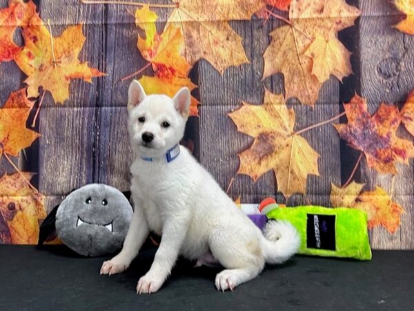 Shiba Inu-Dog-Male-Cream-25522-Petland Scottsdale, Arizona